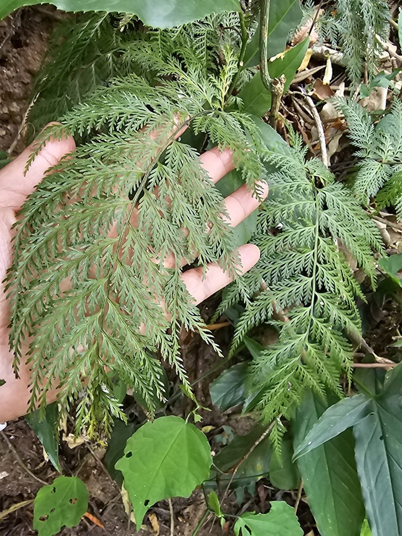 Asplenium solmsii photo 6