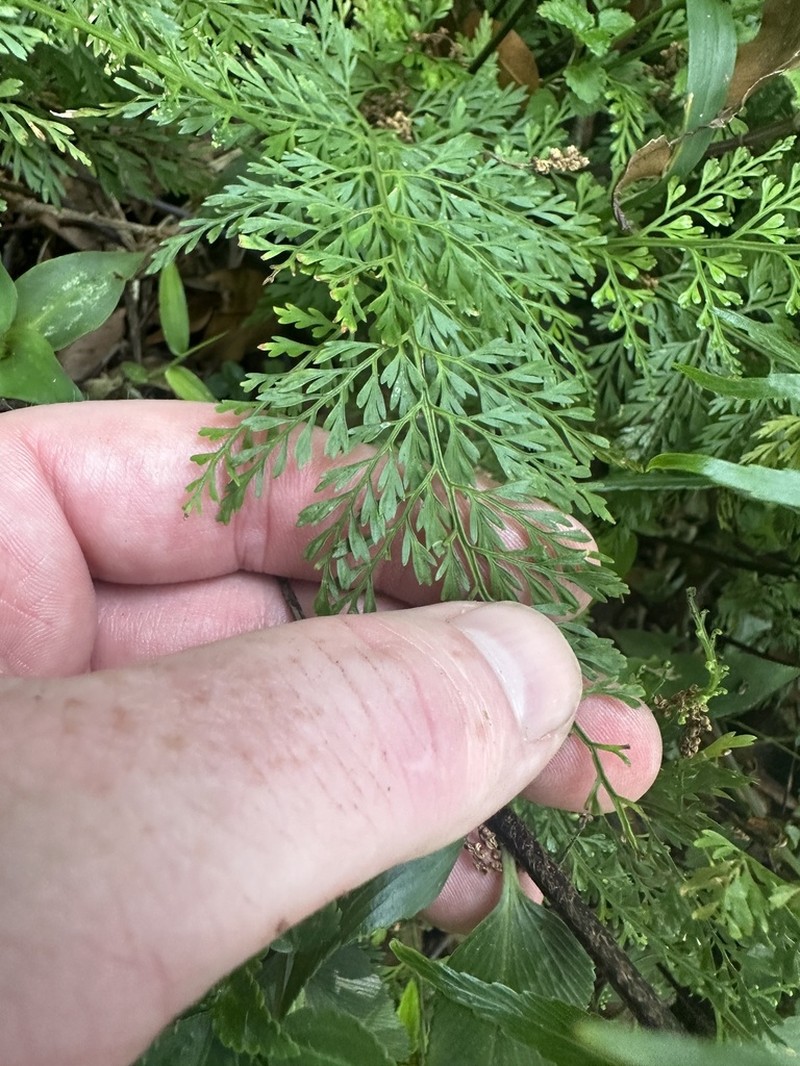 Asplenium solmsii photo 7