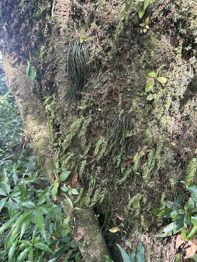 Asplenium solmsii photo 8