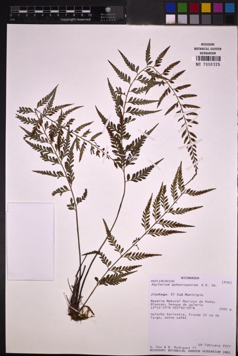 Asplenium sphaerosporum