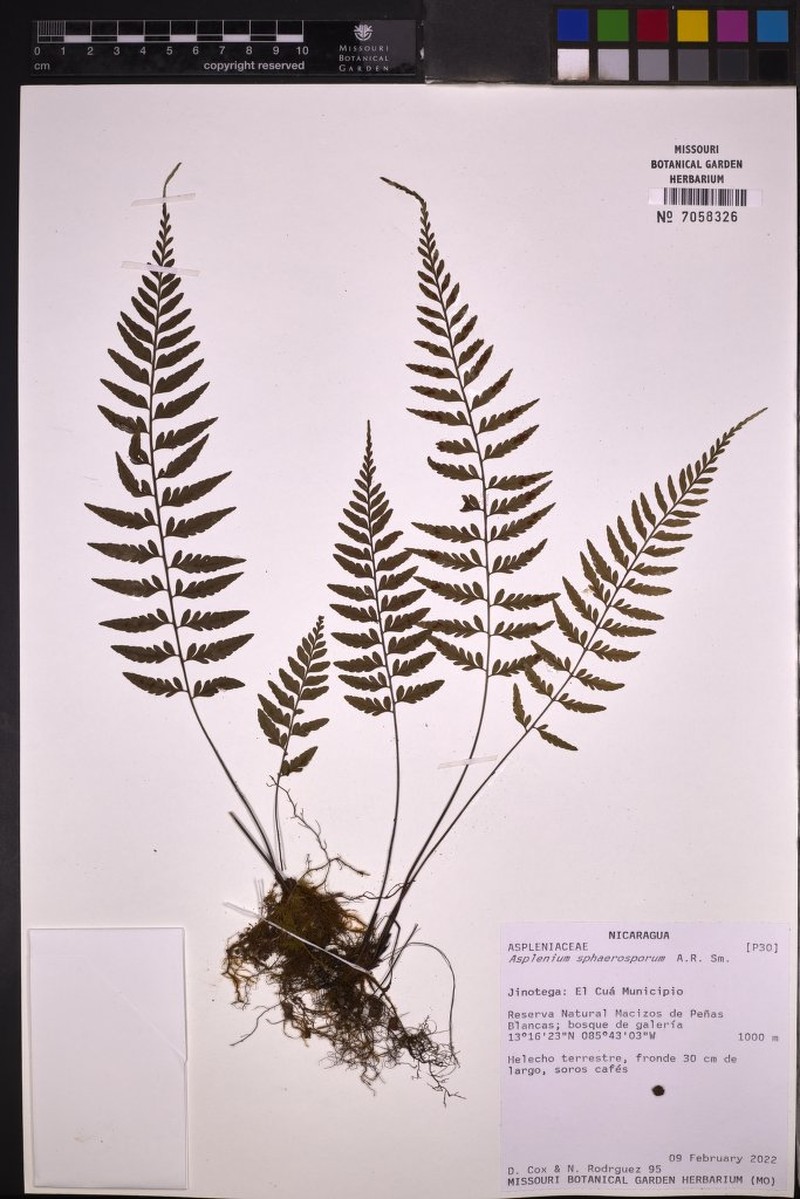 Asplenium sphaerosporum photo 2