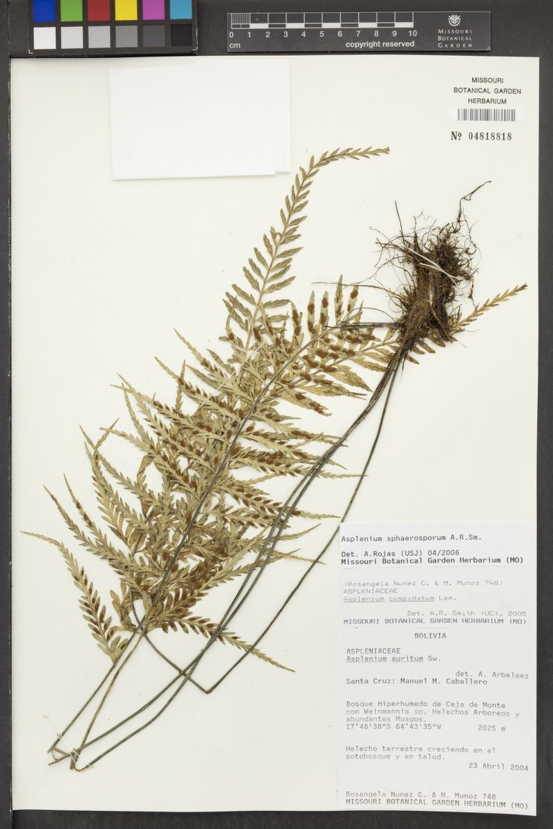 Asplenium sphaerosporum photo 3