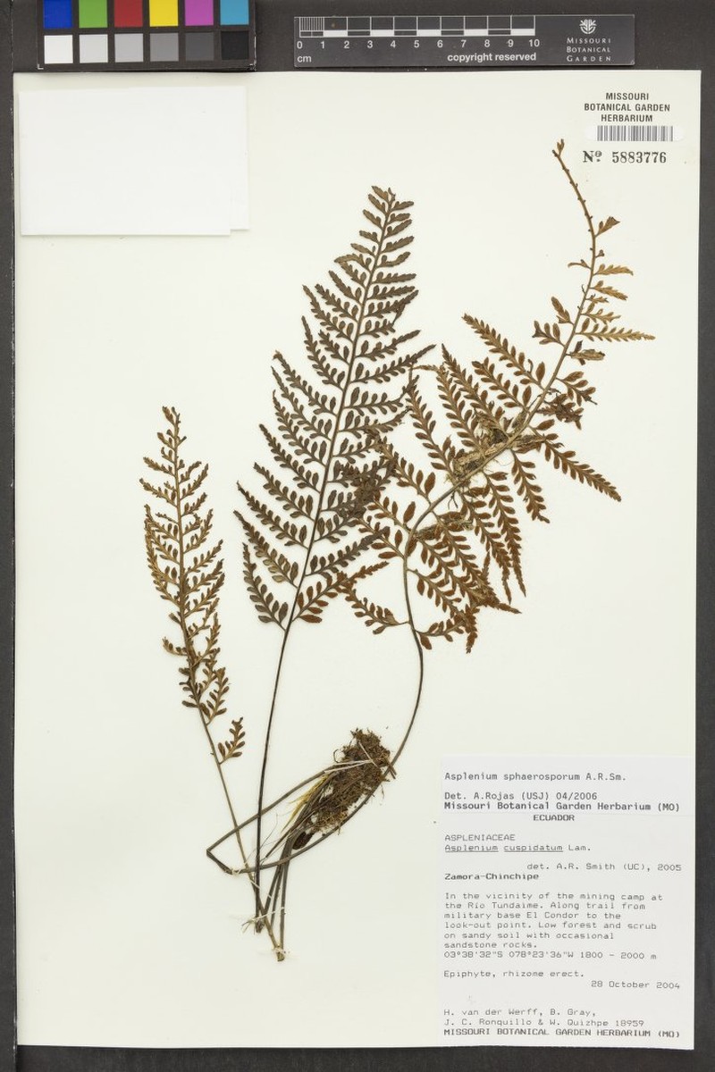 Asplenium sphaerosporum photo 4