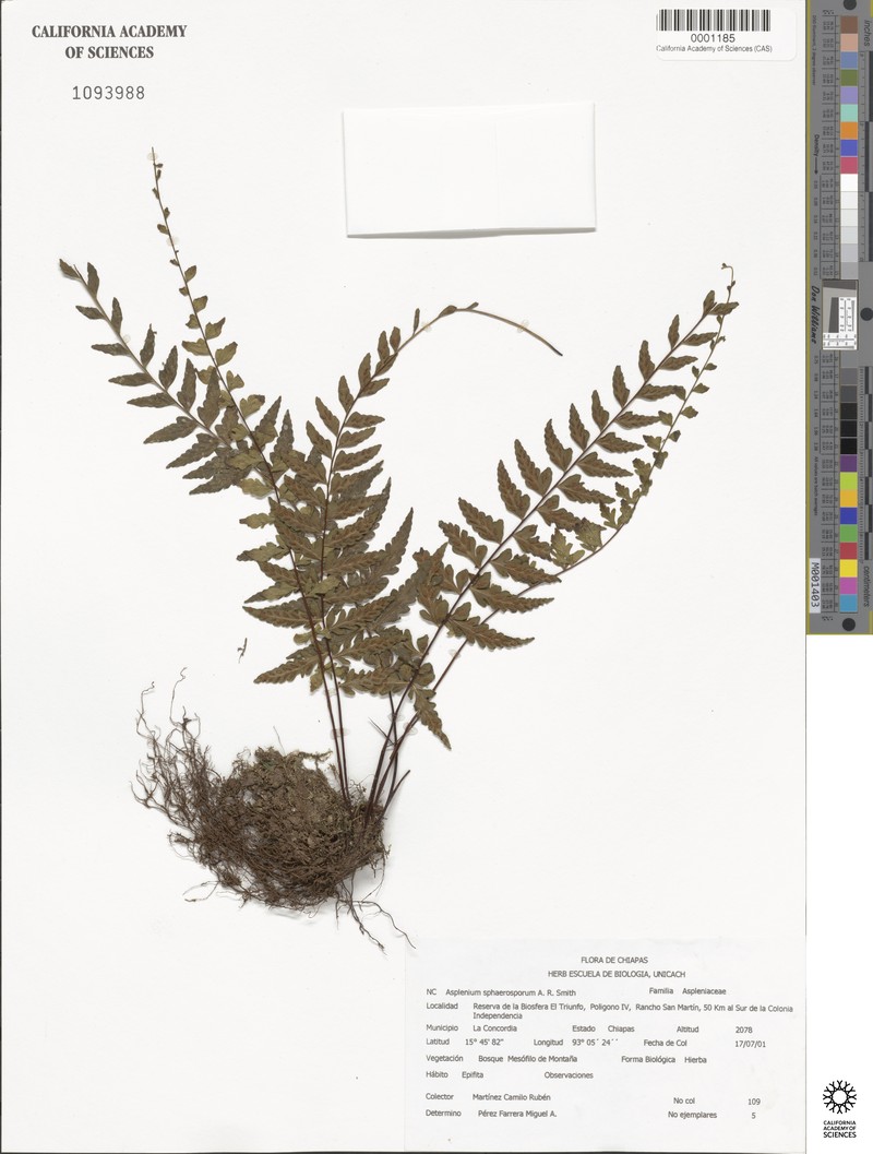 Asplenium sphaerosporum