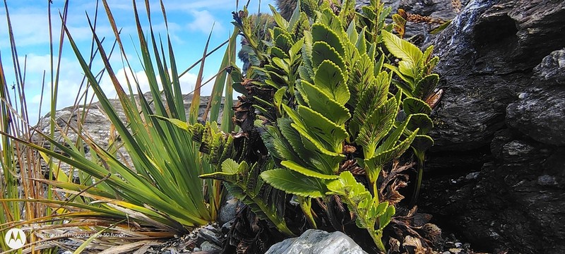 Asplenium sphenoides photo 2