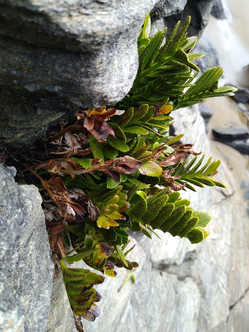 Asplenium sphenoides photo 3