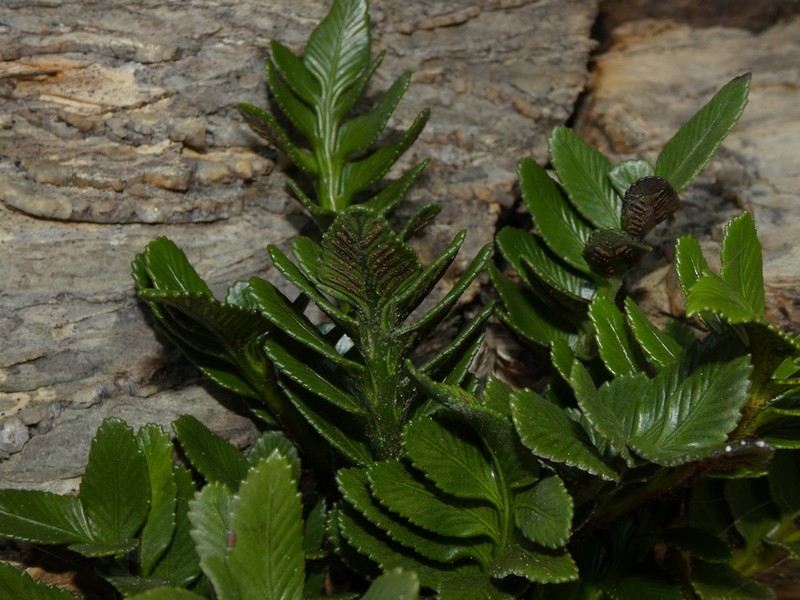 Asplenium sphenoides photo 4