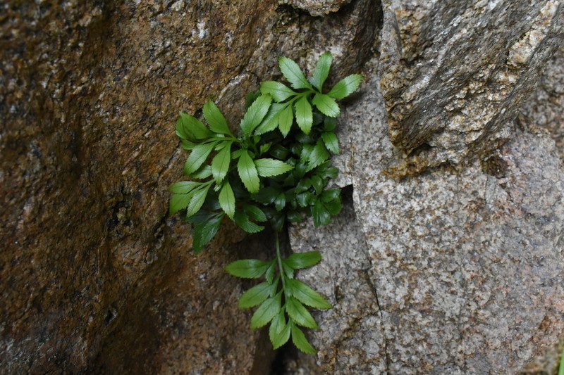 Asplenium sphenoides photo 5