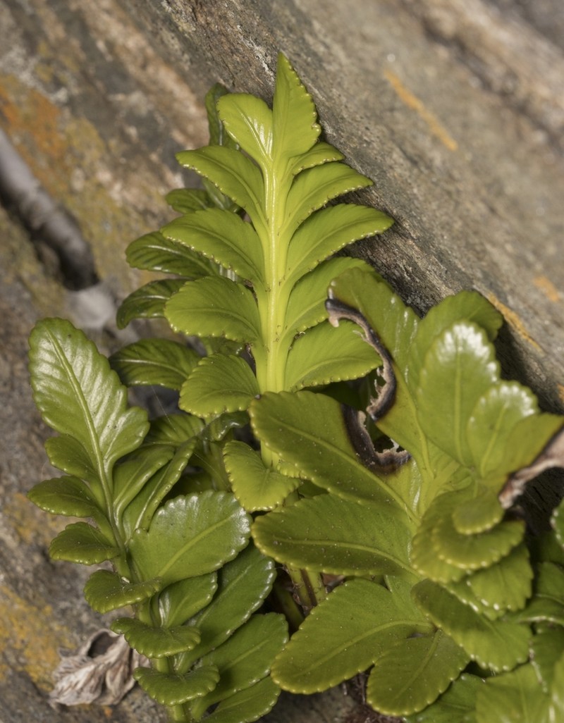 Asplenium sphenoides photo 6