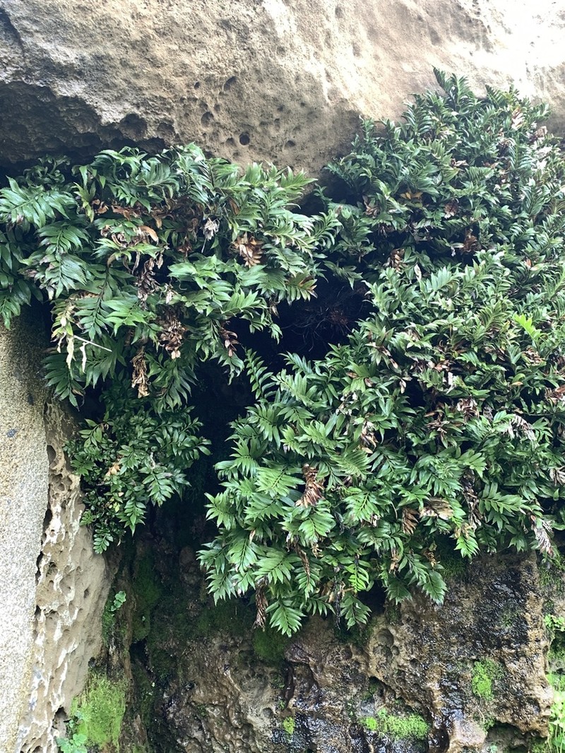 Asplenium sphenoides photo 7