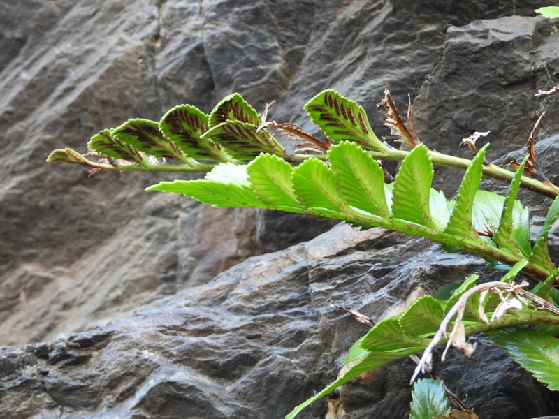 Asplenium sphenoides photo 8