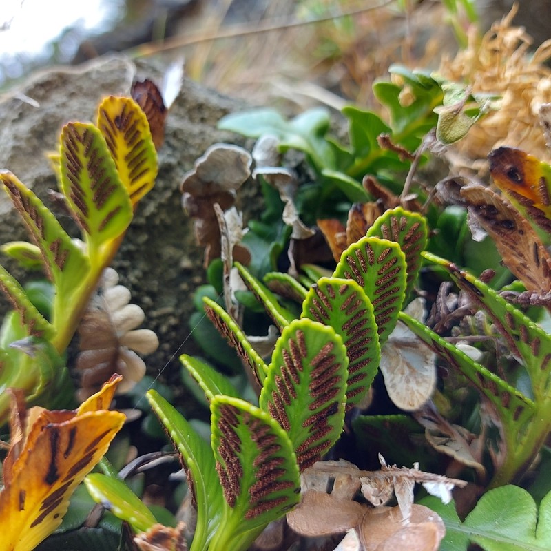 Asplenium sphenoides