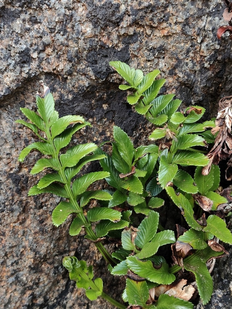 Asplenium sphenoides photo 2