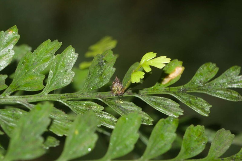 Asplenium sphenotomum photo 3