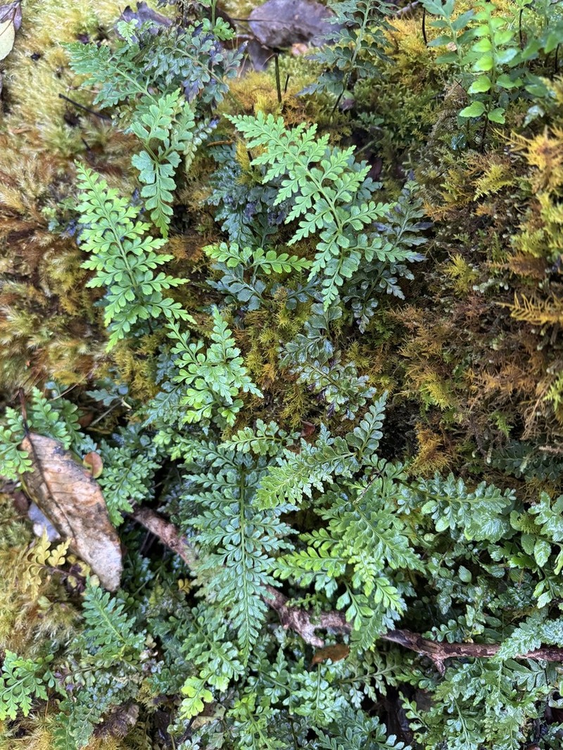 Asplenium sphenotomum photo 4