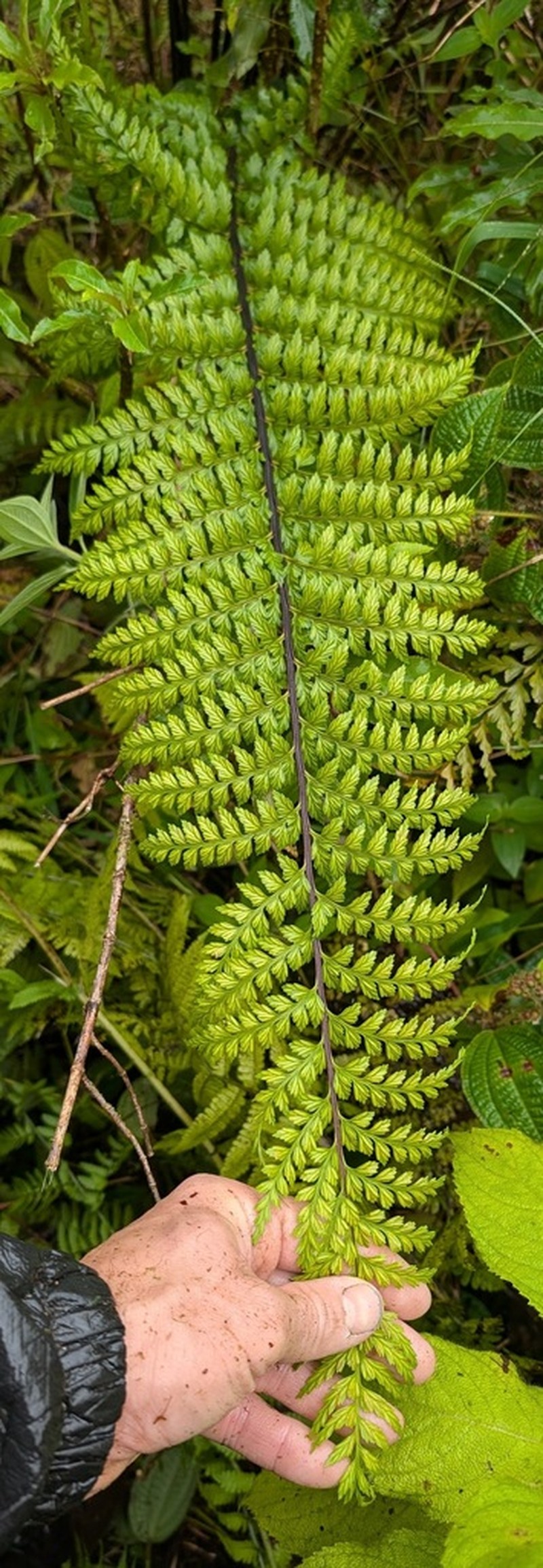 Asplenium sphenotomum photo 5