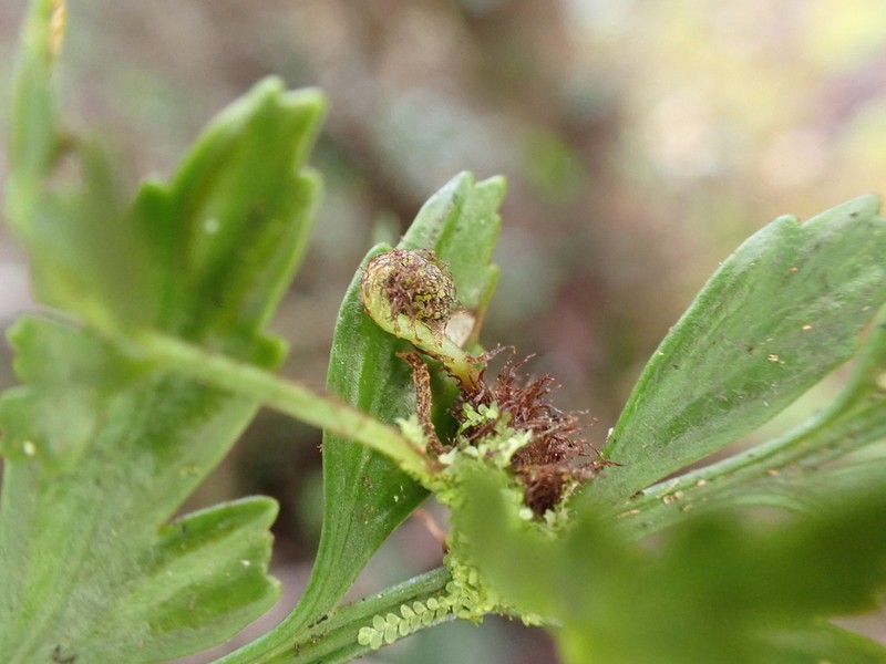 Asplenium sphenotomum photo 6