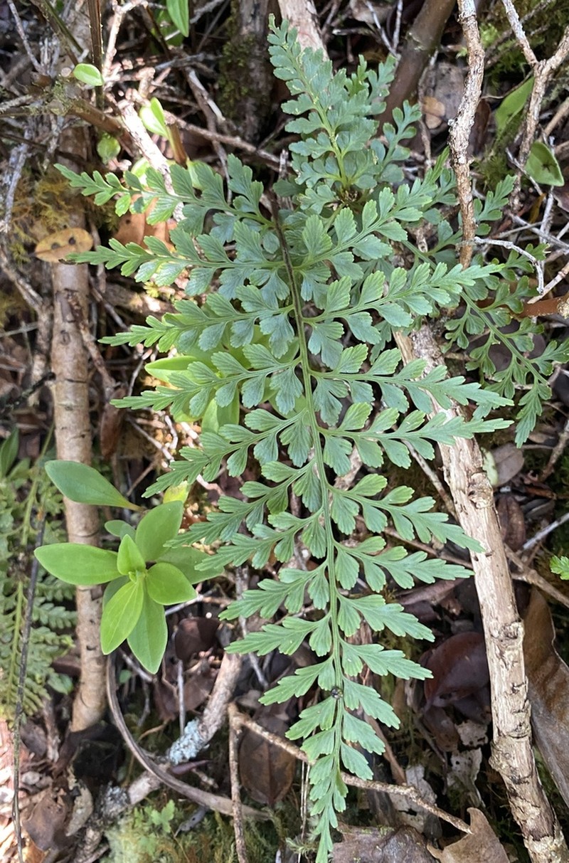 Asplenium sphenotomum photo 7