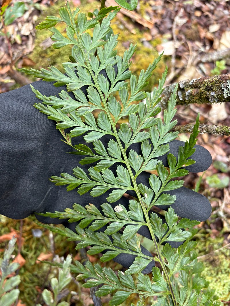 Asplenium sphenotomum photo 8