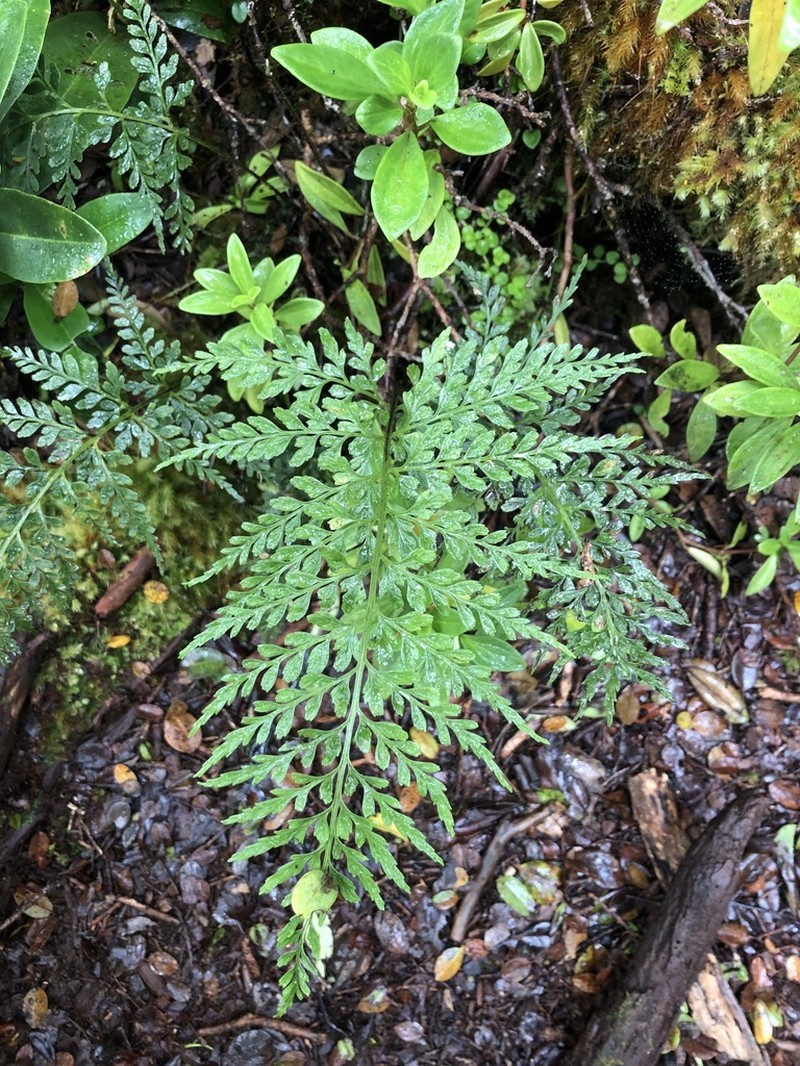 Asplenium sphenotomum