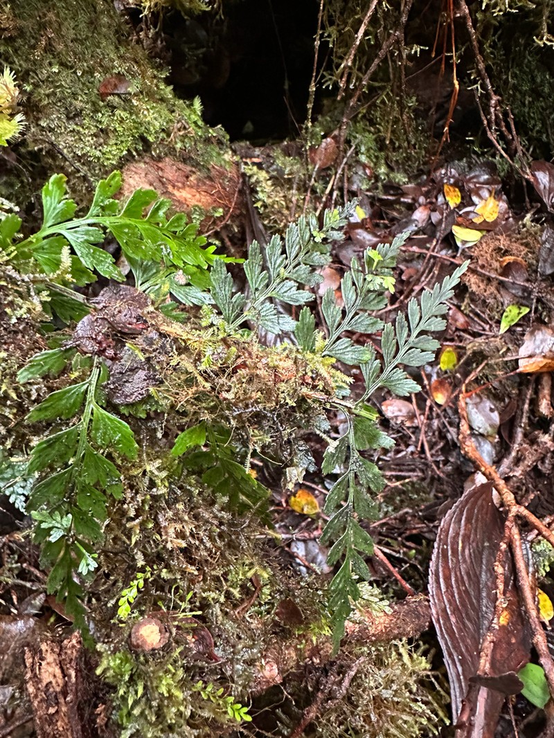 Asplenium sphenotomum photo 2
