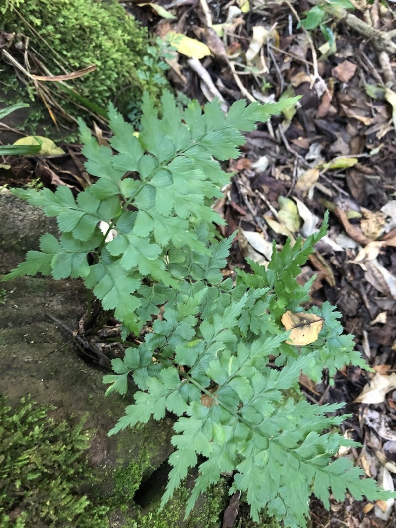 Asplenium splendens
