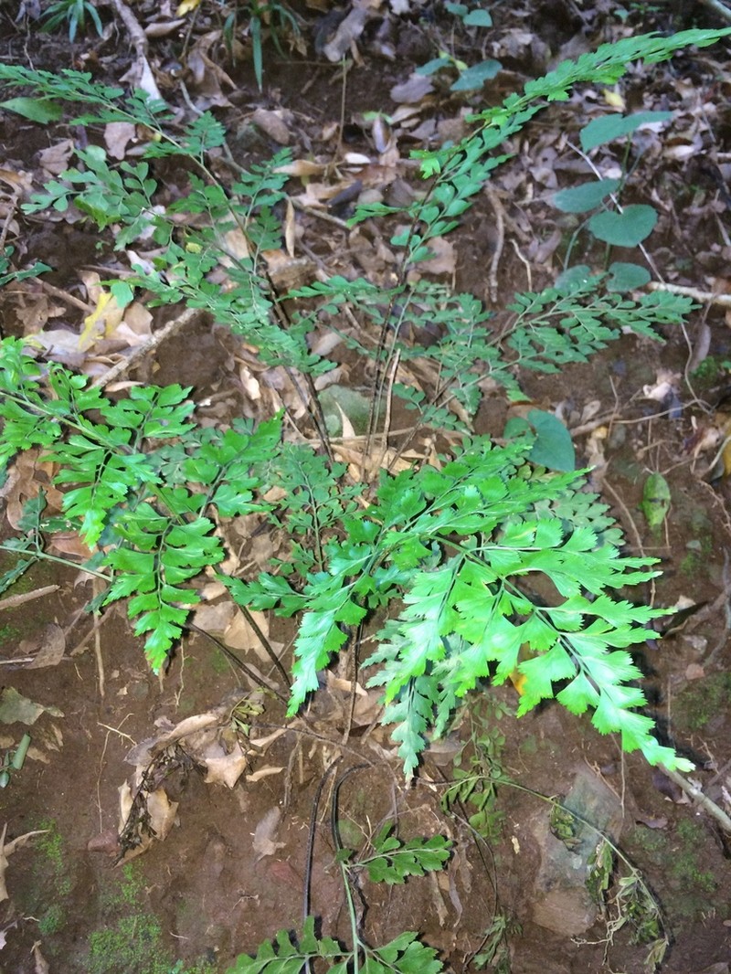 Asplenium splendens photo 2