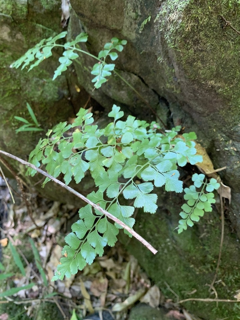 Asplenium splendens photo 3