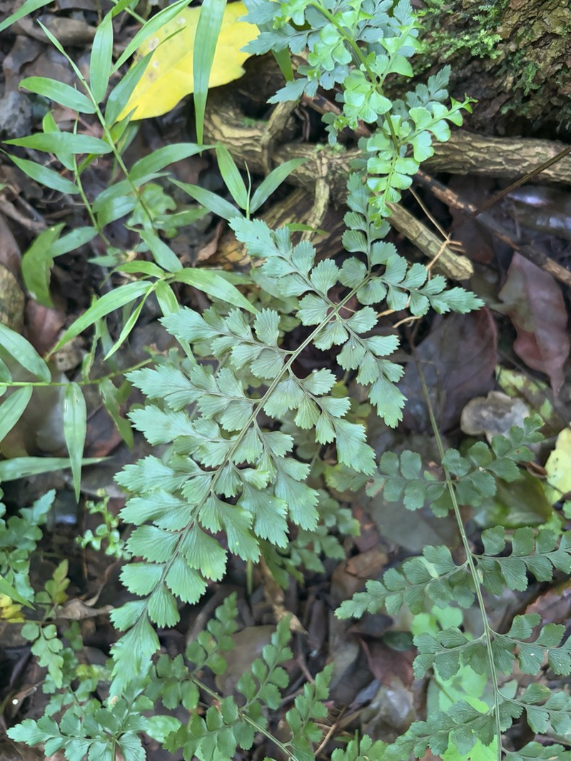 Asplenium splendens photo 4