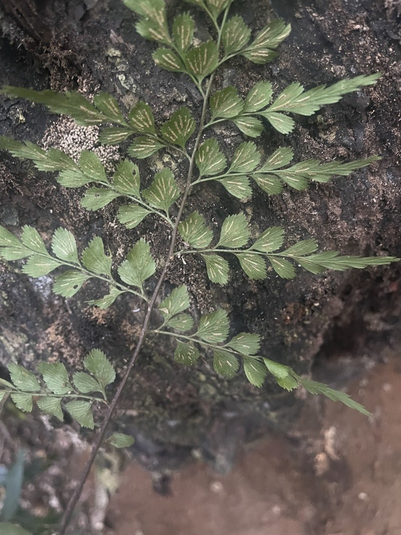 Asplenium splendens photo 5