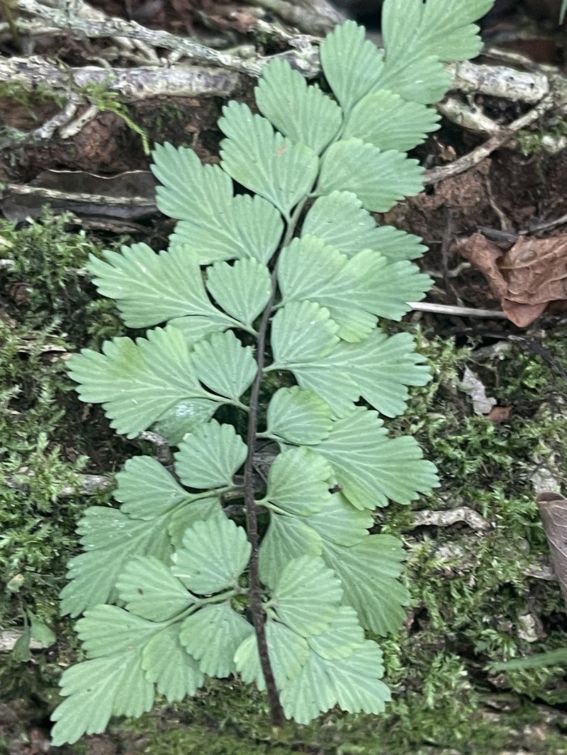 Asplenium splendens photo 6