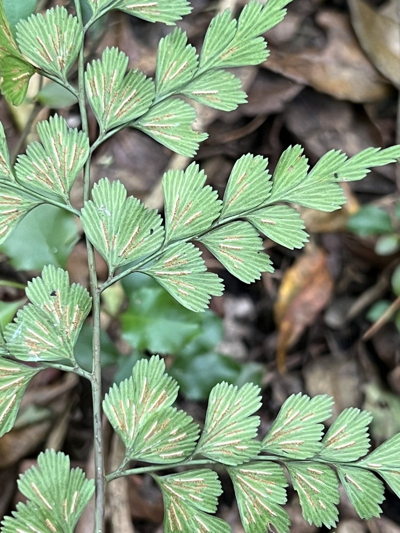 Asplenium splendens photo 7