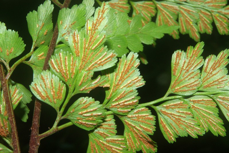 Asplenium splendens photo 8