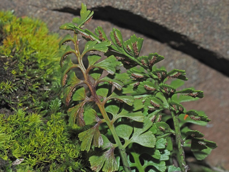 Asplenium splendens subsp. drakensbergense