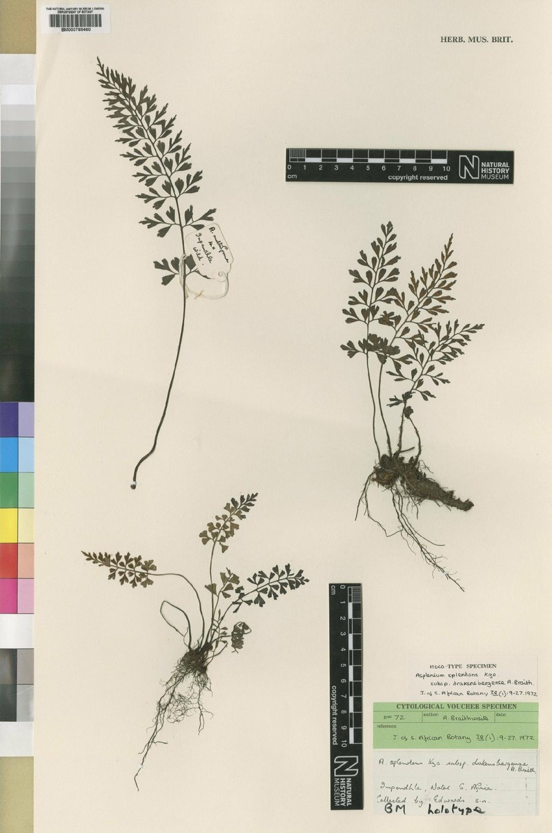 Asplenium splendens subsp. drakensbergense photo 2