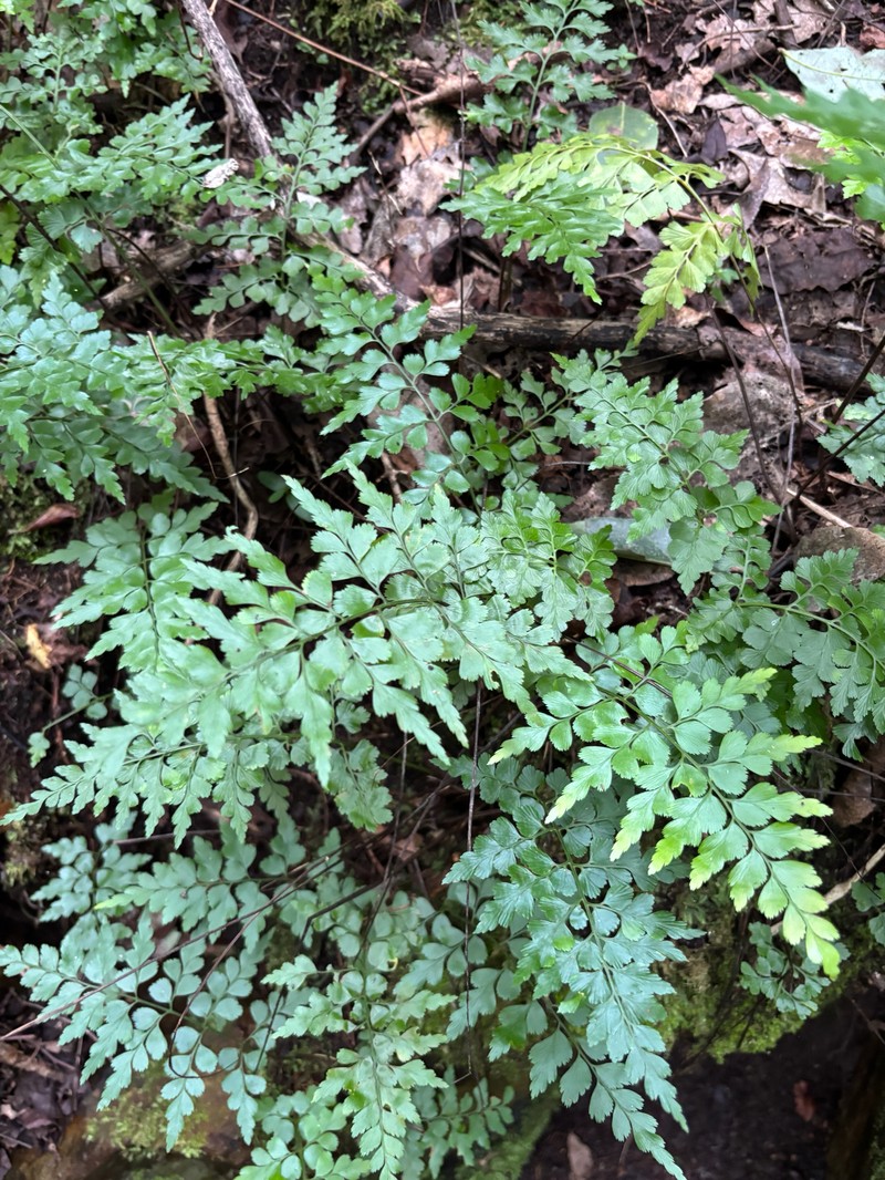 Asplenium splendens subsp. splendens