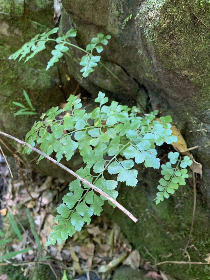 Asplenium splendens subsp. splendens photo 2