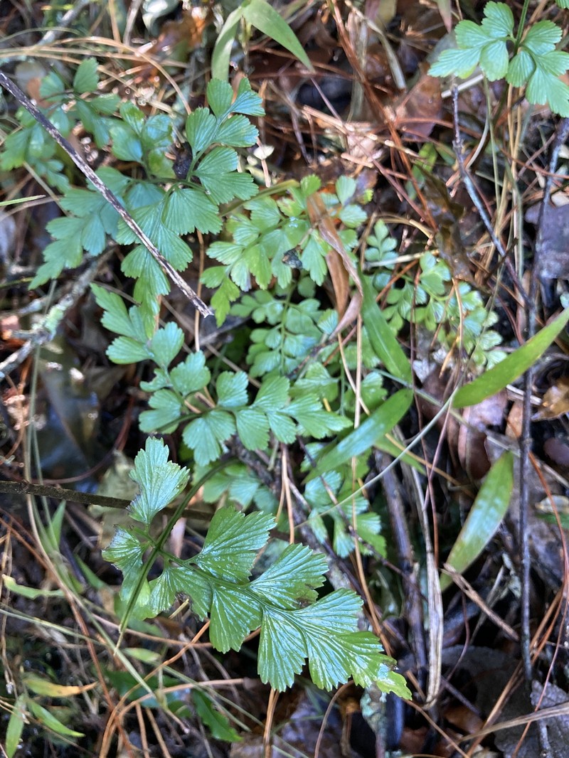 Asplenium splendens subsp. splendens photo 3