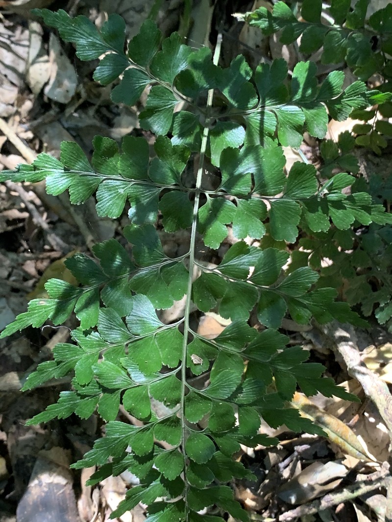 Asplenium splendens subsp. splendens photo 4