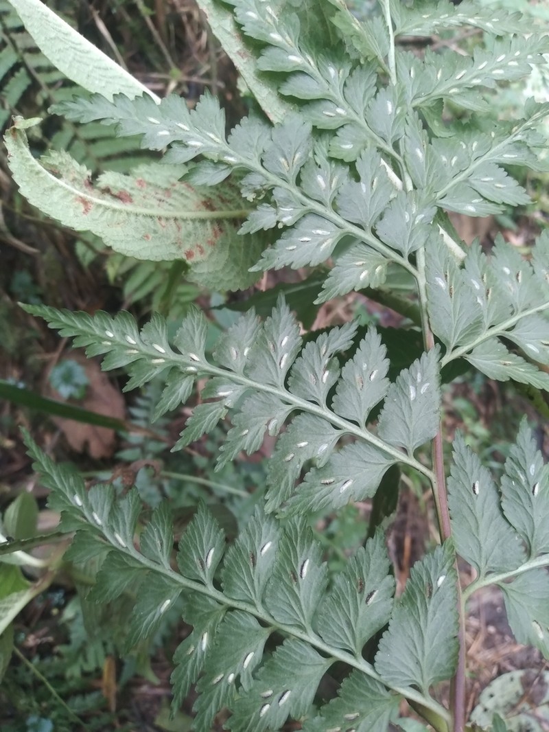 Asplenium squamosum photo 5
