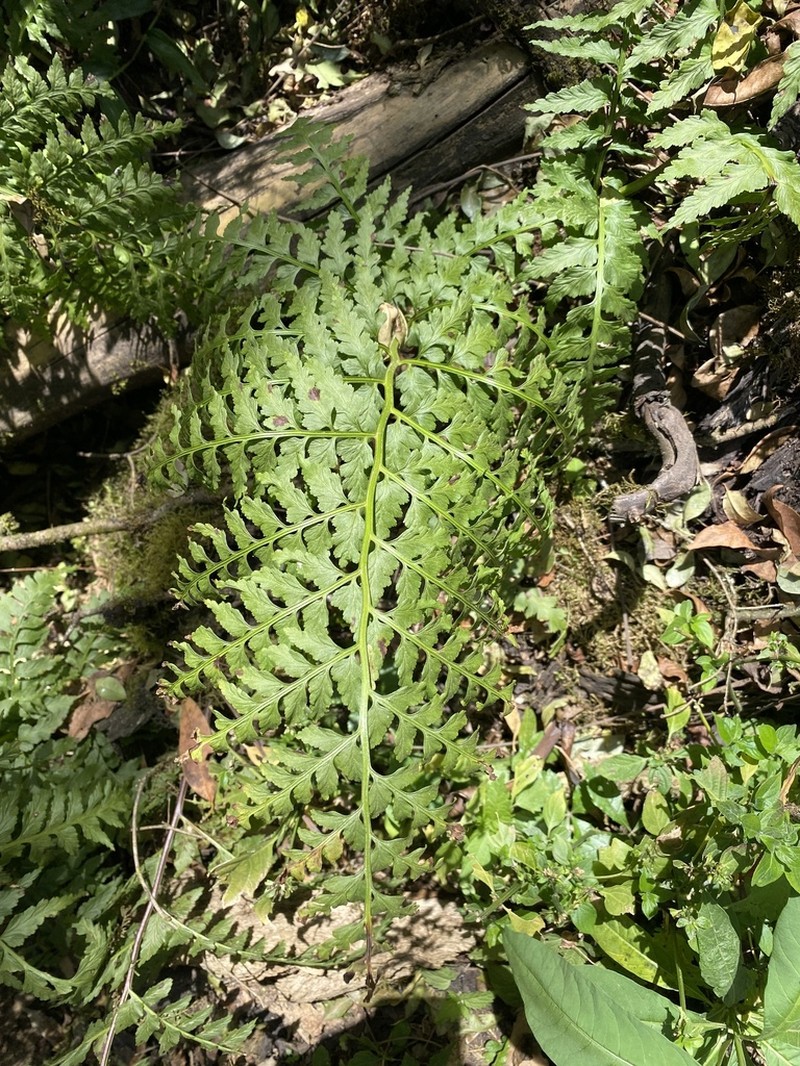 Asplenium squamosum photo 6