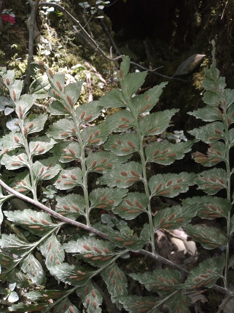 Asplenium squamosum photo 7