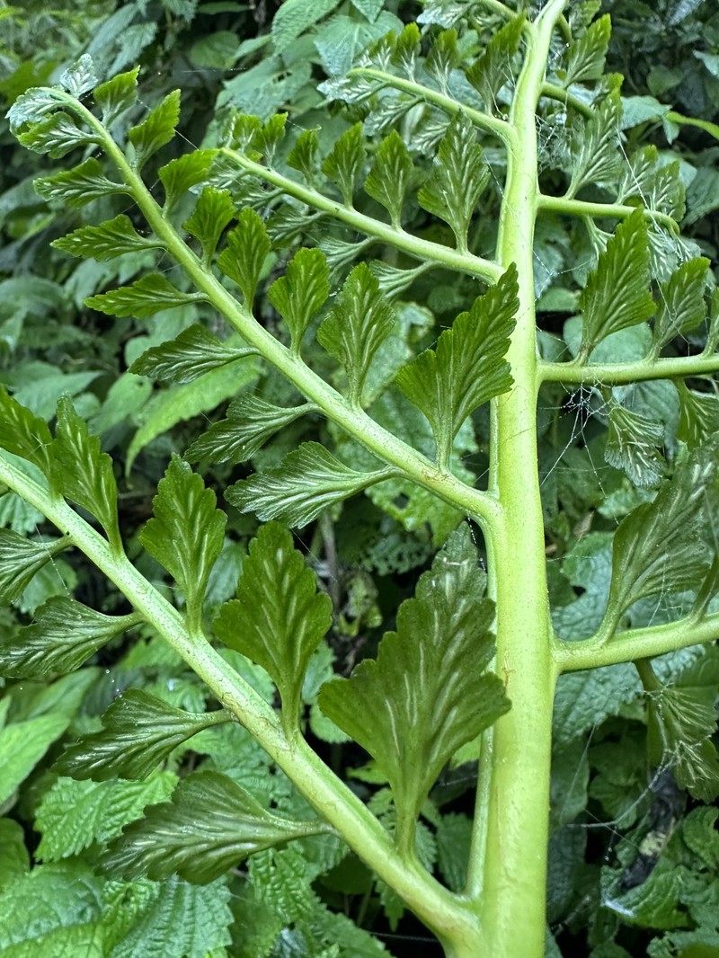 Asplenium squamosum photo 8