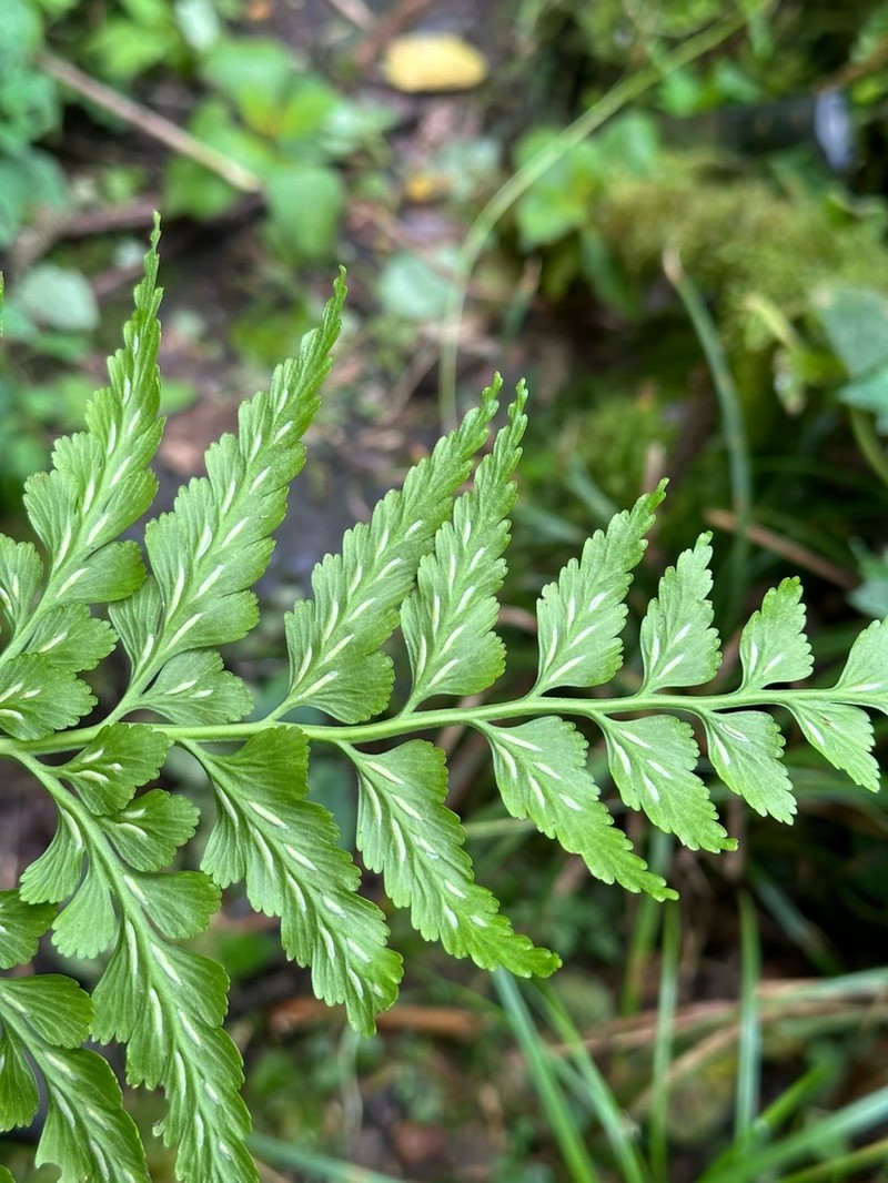 Asplenium squamosum