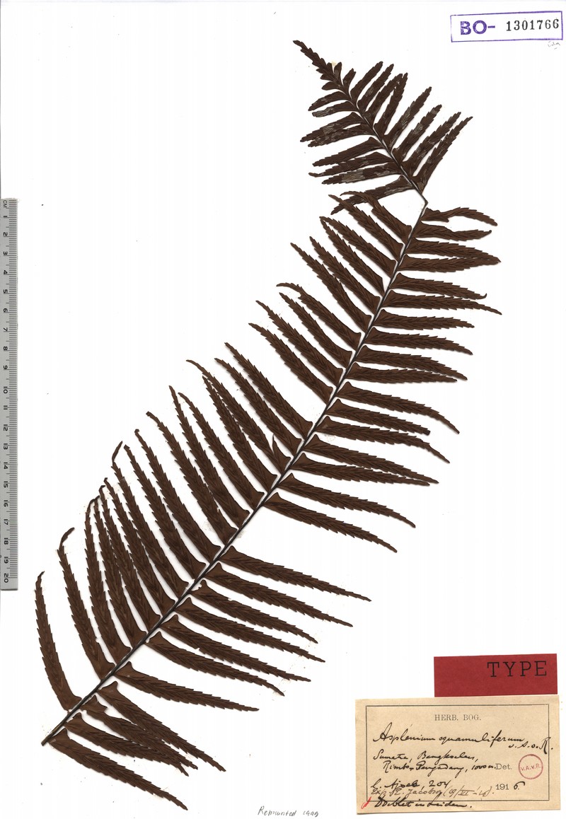 Asplenium squamuliferum