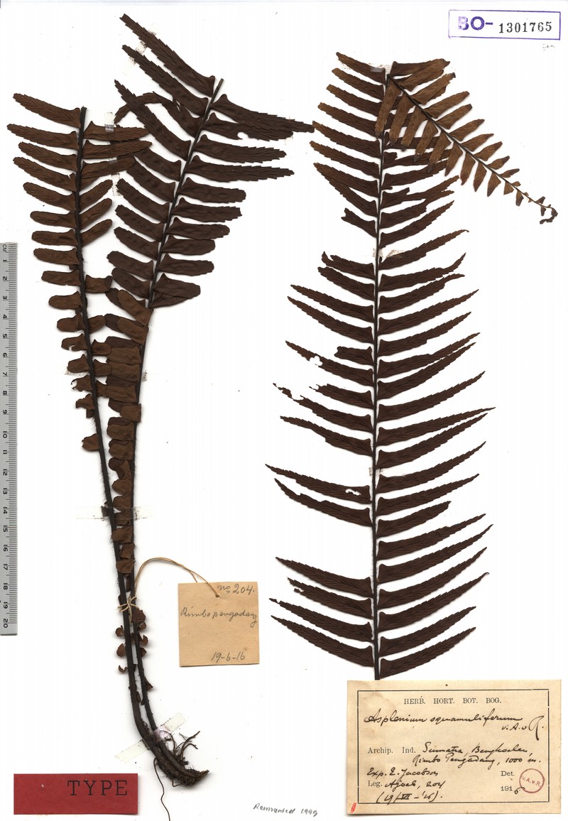 Asplenium squamuliferum photo 2