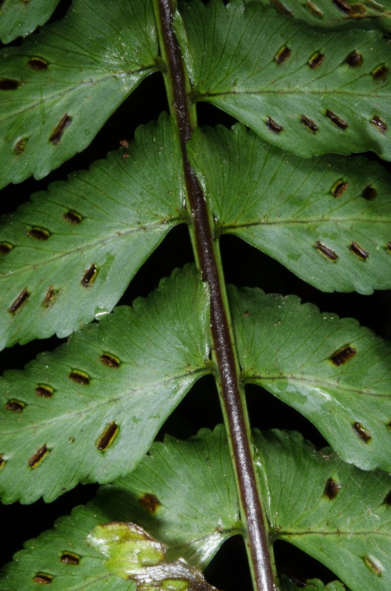 Asplenium staudtii