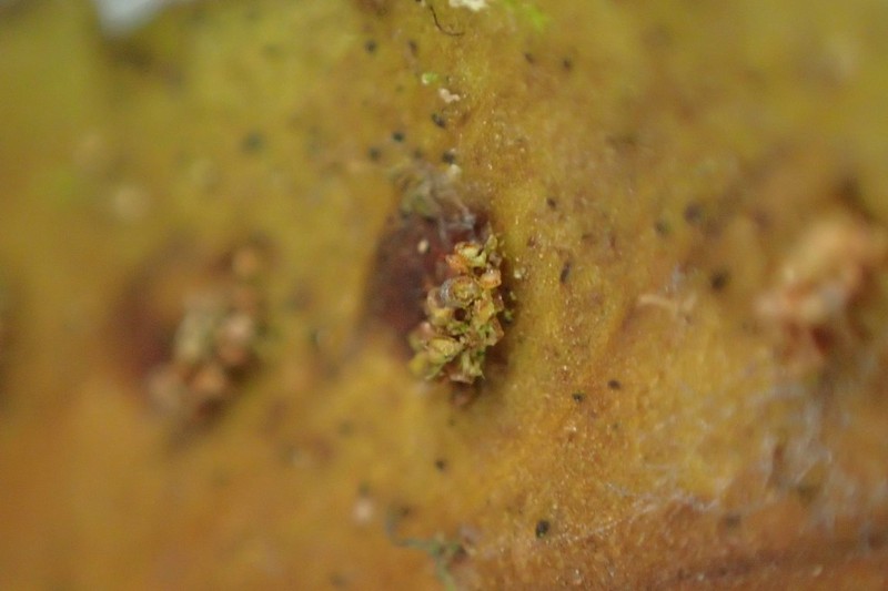 Asplenium staudtii photo 2