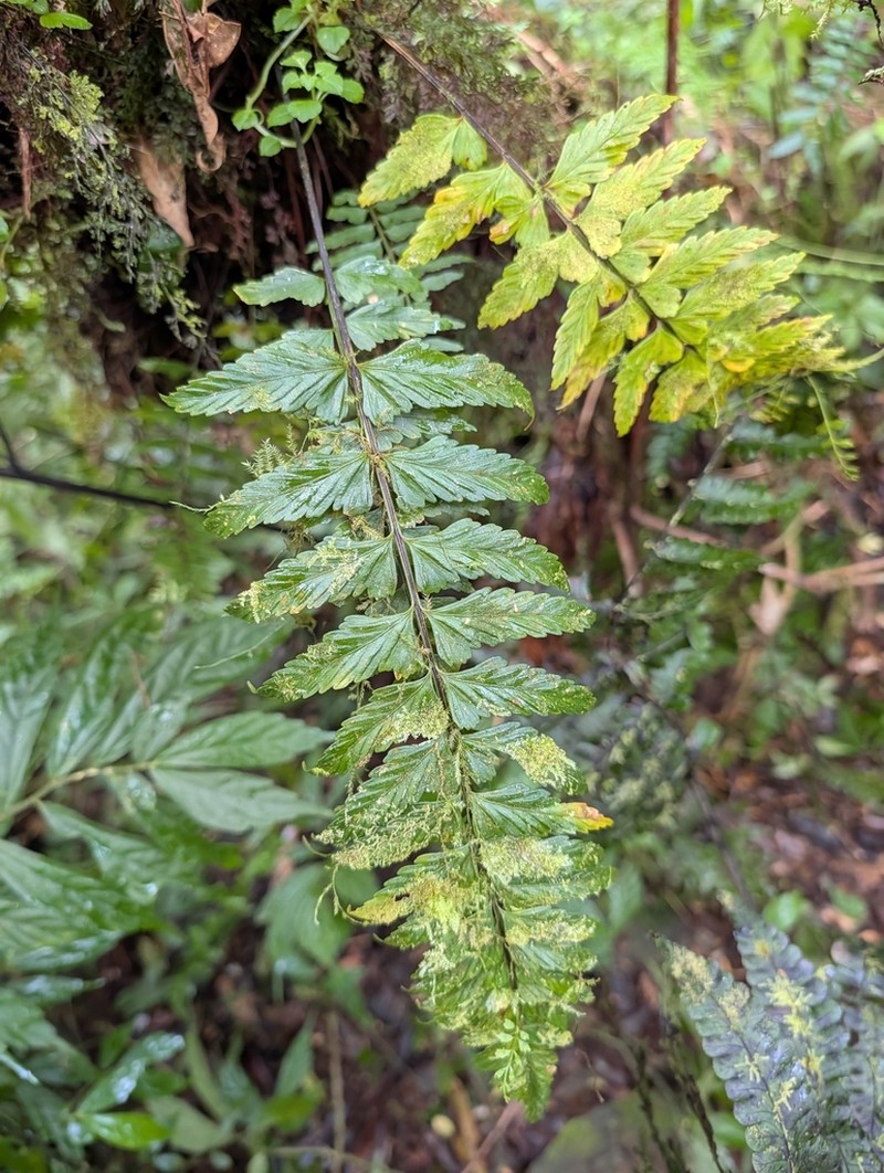 Asplenium steerei photo 3