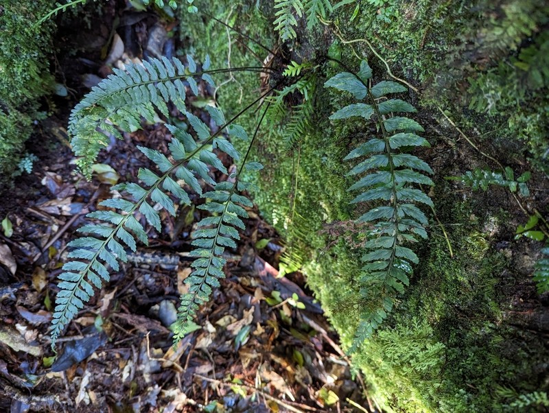 Asplenium steerei photo 4